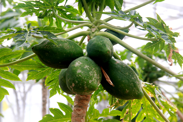 �ຣ���ũҵʾ��԰���Ϸ�ˮ������2