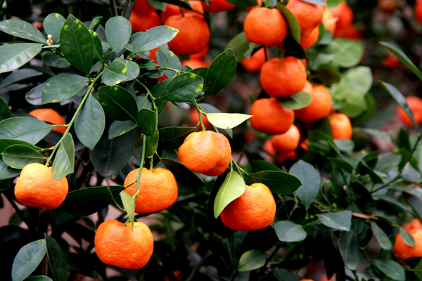 �ຣ���ũҵʾ��԰���Ϸ�ˮ������3