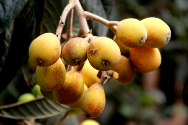 �ຣ���ũҵʾ��԰���Ϸ�ˮ������4