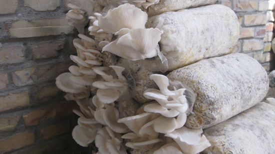 �����춼��˾���½�Ƥɽ��ʳ�þ��������з�����ѵ���ƹ㡢��չ�Ĺ����У��õ������Ͽɣ��쵼֧�֣�ȡ��������Ч