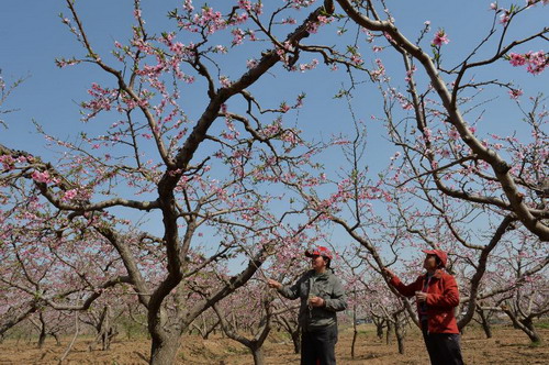 4��5�գ��ںӱ�ʡ˳ƽ����κ�壬��ũ��Ϊ�һ��ڷ�