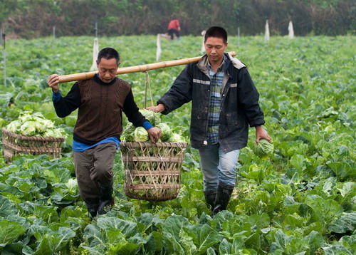 ɽ߲˻һֲ󻧵ֲջײˣ43㣩