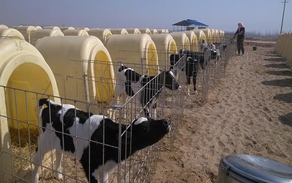 澳洲奶牛在宁夏青铜峡市生态移民奶牛园区“生儿育女”