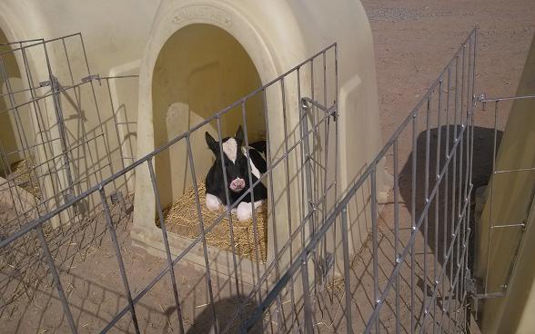 澳洲奶牛在宁夏青铜峡市生态移民奶牛园区“生儿育女”2