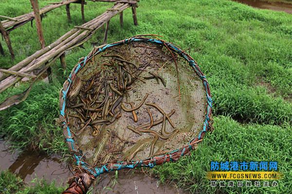 ��������󨽥�ɷ��Ǹ�̲Ӫ��ũҵ��ֳ������Ŀ