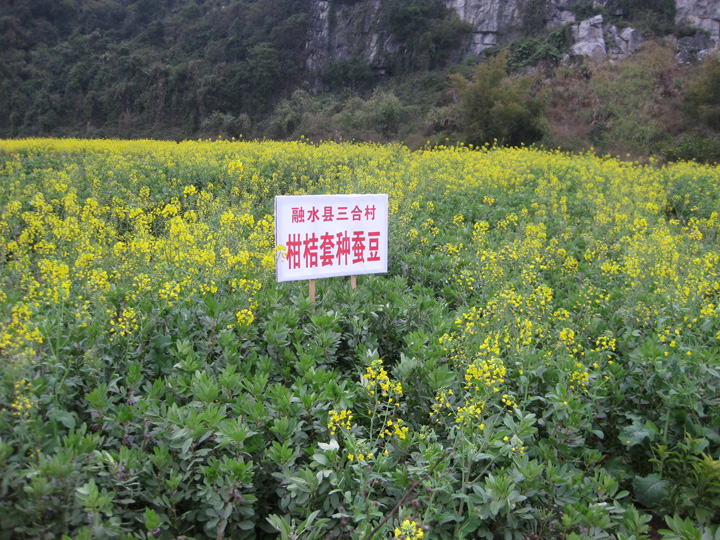 ���������й�԰�����̷���ս���