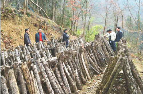 重庆城口县:发展黑木耳 打造“一村一品” 打开致富路