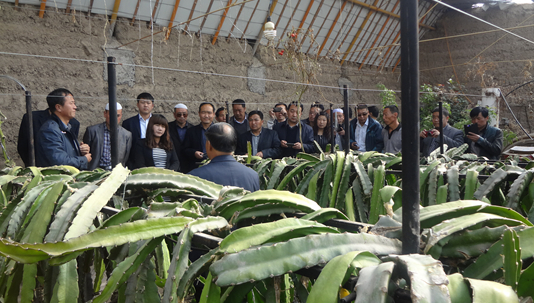 ģչɫֲ ȫ׳ģֳ Чٽũ ȫƶ÷չ