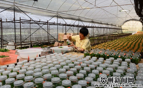 广西:铁皮石斛正成为昭平农民致富的“仙草”