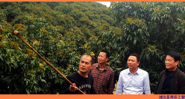 广西浦北:专家进荔园支招 促荔枝增产增收
