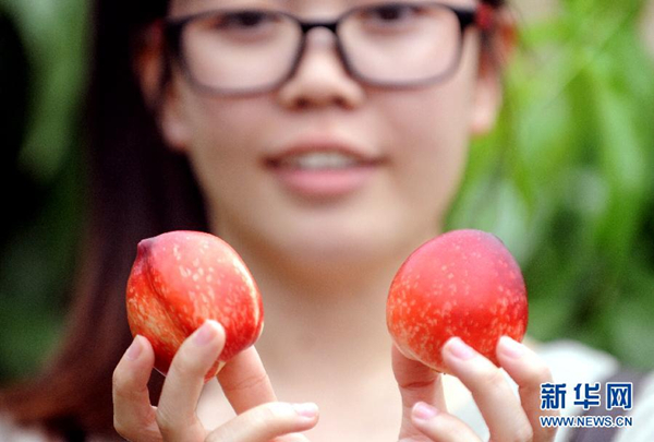 4月10日,一名游客在河北省永清县绿野仙庄现代农业示范园中展示采摘到的油桃。