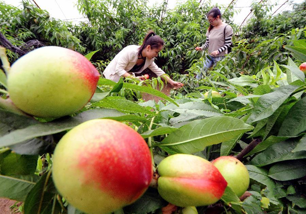 河北永清:油桃“抢鲜”上市