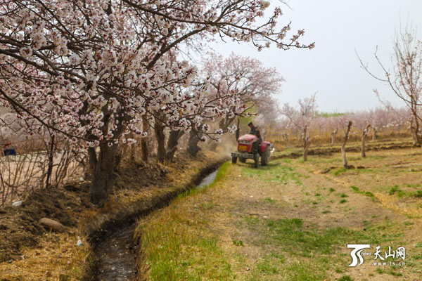 新疆哈密市:数万棵天山杏树竞相绽放 杏花烂漫