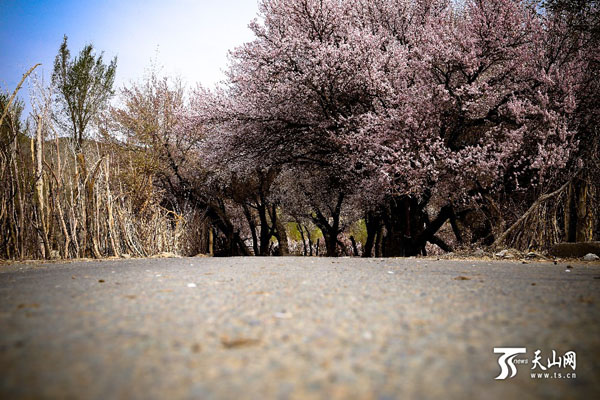 新疆哈密市:数万棵天山杏树竞相绽放 杏花烂漫2