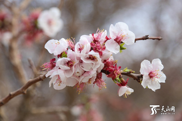新疆哈密市:数万棵天山杏树竞相绽放 杏花烂漫3