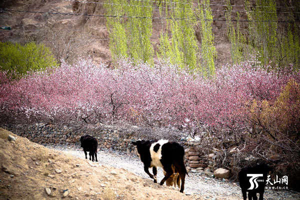 新疆哈密市:数万棵天山杏树竞相绽放 杏花烂漫4