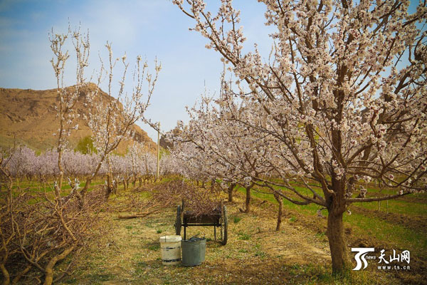 新疆哈密市:数万棵天山杏树竞相绽放 杏花烂漫5