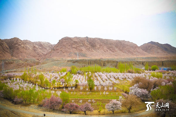 新疆哈密市:数万棵天山杏树竞相绽放 杏花烂漫6
