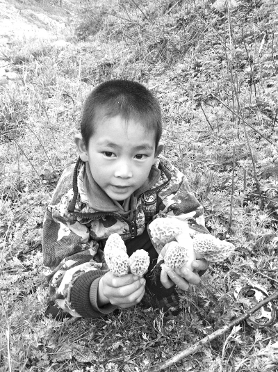 河南:野生羊肚卖价高 鲁山山民采摘忙