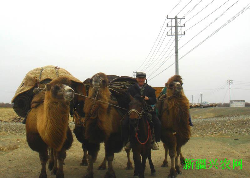 ½ԣأ30ͷ(ֻ)ʼת봺