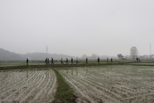 图为邓元泰镇小水村机插秧早稻现场