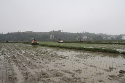 湖南武冈市农技农机结合推进水稻全程机械化生产