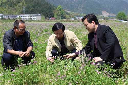 中村绿肥田里查看绿肥长势