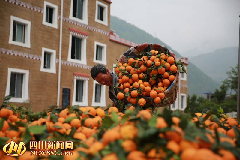 四川雅安:小果果带来幸福生活