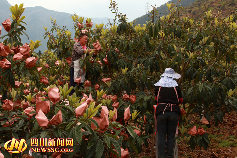 红旗村村民为枇杷套袋