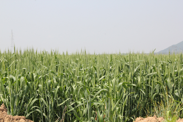 ���ն�������֯��չС�󲡺�����