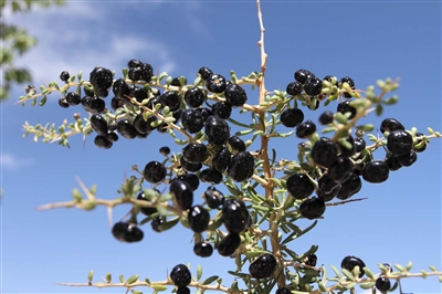 青海黑枸杞身价走势大调查