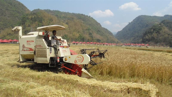 云南沧源自治县8000亩小麦全面进入收获期