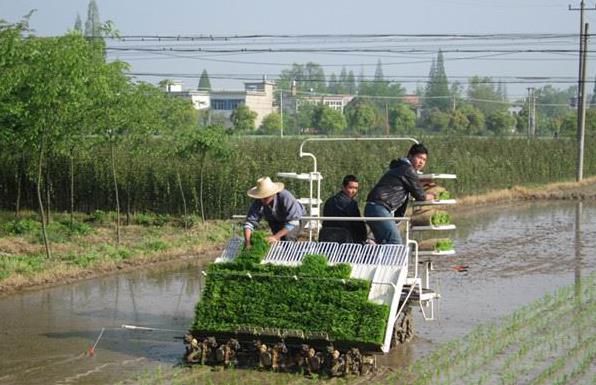 安徽南陵县长乐村:开展水稻高产创建示范片全程代管工作