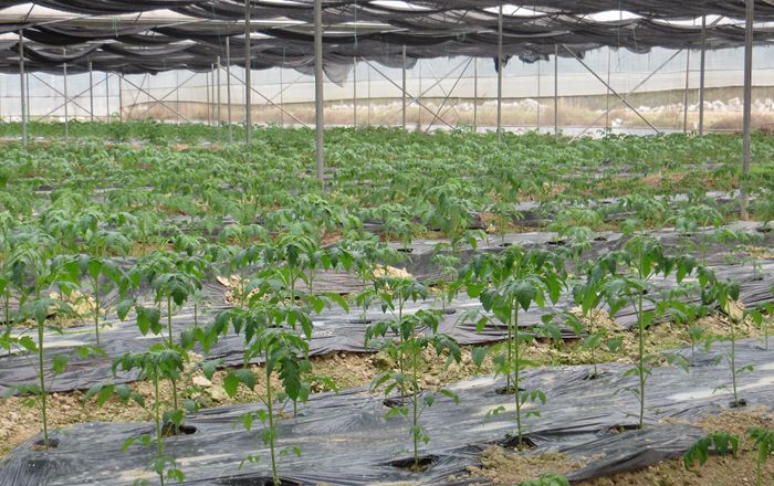 �������Ǹ��иۿ��������߲˻���������ͷ��