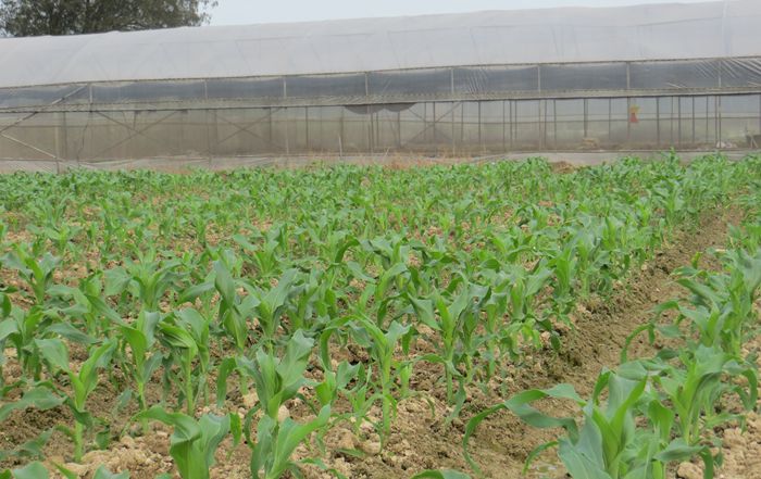 ������ֲ��������