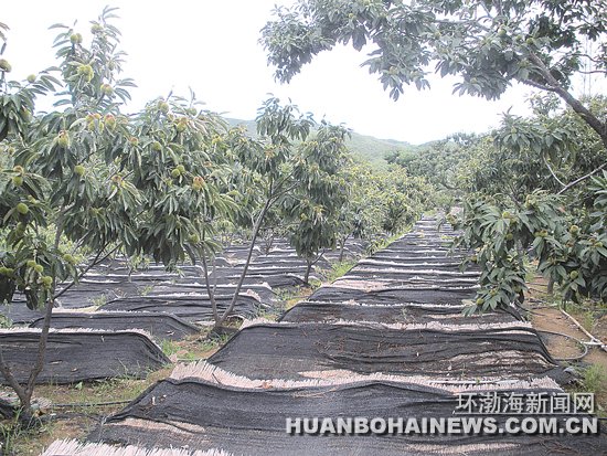 �ӱ���ɽ��Ǩ������Ģ��ҵ����չ��ʵ