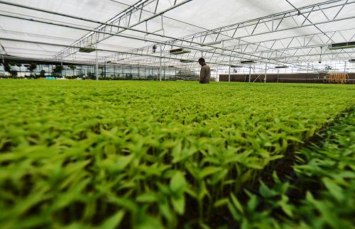 Çຣ¹óµÂ£º¼Ó¿ìÑØ»ÆºÓµØ´ø¡°²ËÀº×Ó¡±½¨Éè