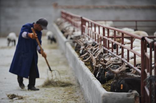 4ÔÂ15ÈÕ£¬Çຣʡ¹óµÂÏØ»ÝÅ©ÖÖÑø×¨ÒµºÏ×÷ÉçµÄÒ»Ãû¹¤×÷ÈËÔ±¸øÑòιʳ¡£