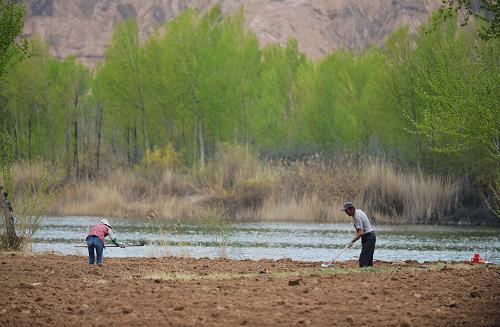 4ÔÂ15ÈÕ£¬Á½Î»Å©ÃñÔÚÇຣʡ¹óµÂÏØ»ÆºÓ¹ÈµØµÄ¶ÌìÊ߲˻ùµØÄÚËÉÍÁ¡£