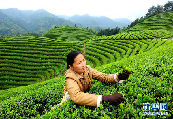 4��14�գ��ں���800���׵��㽭ʡ������̨ɽ��԰������Ķ�Ĳ�԰��ֻ�м����ɲ蹤�ڲɲ衣