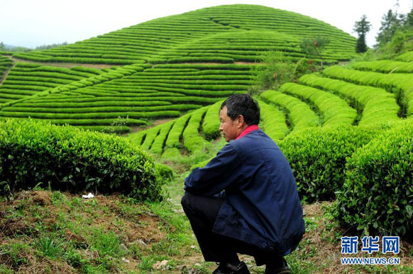 4��14�գ��㽭ʡ������̨ɽ��԰��ũ���ᷨ������ɽ�Ĳ�Ҷ��Ҷ�޷���ʱ��ժ��ʮ�ֽ��ǡ�