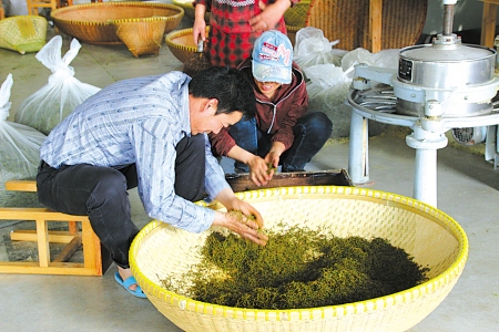 浙江宁波:一枚茶 春风拂绿新“经”界