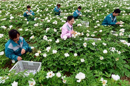 �����ں�����ʢ��ĵ����ҵ԰��ժĵ�����꣨4��16���㣩