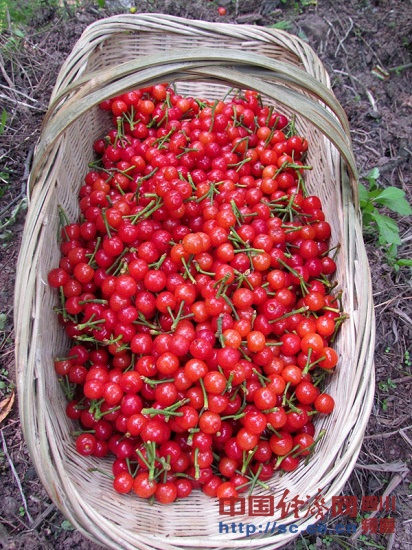 四川宜宾高县落润乡:3000亩樱桃助农增收2500万元2