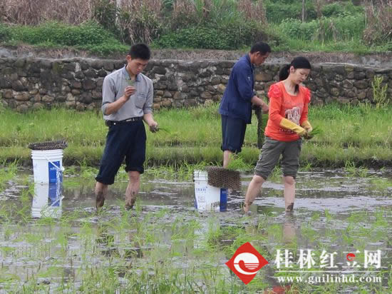 广西荔浦及时开展水稻春插