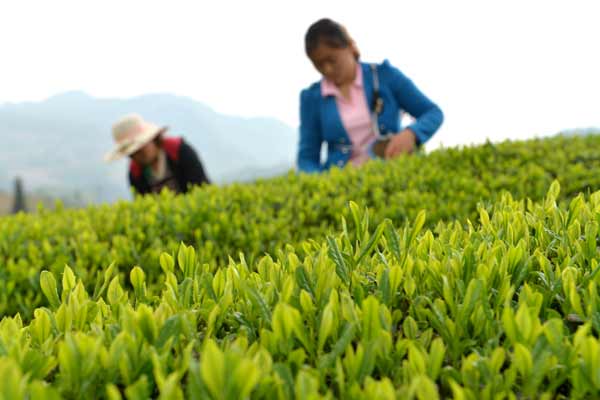 ͼΪ416գũڹһ԰ժҶ