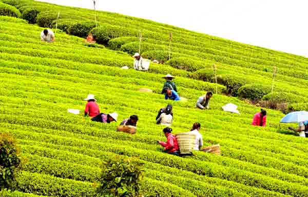 ͼΪ416գũڹһ԰ժҶ