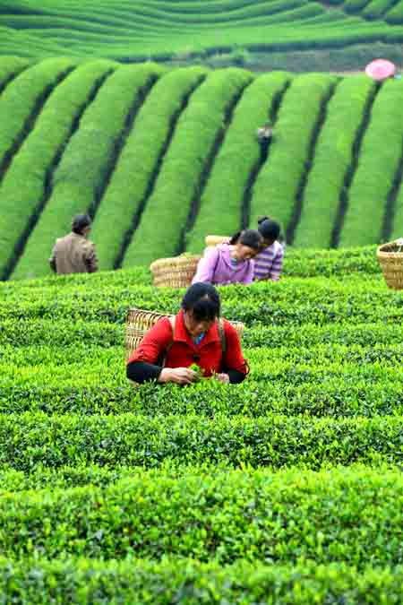 ͼΪ416գũڹһ԰ժҶ