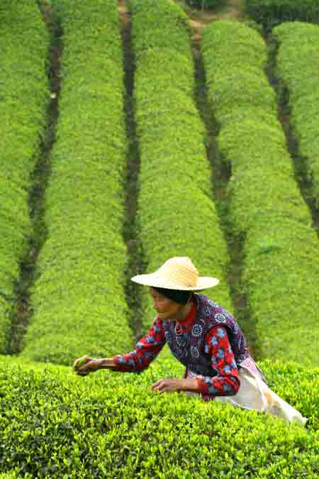 ͼΪ416գũڹһ԰ժҶ