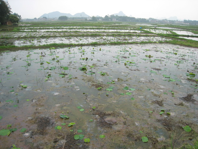 ������������ֲ��ź��ģ����չ